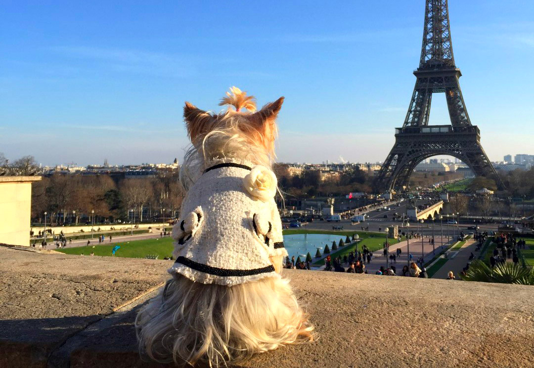 Viajar A Paris Con Perro - 